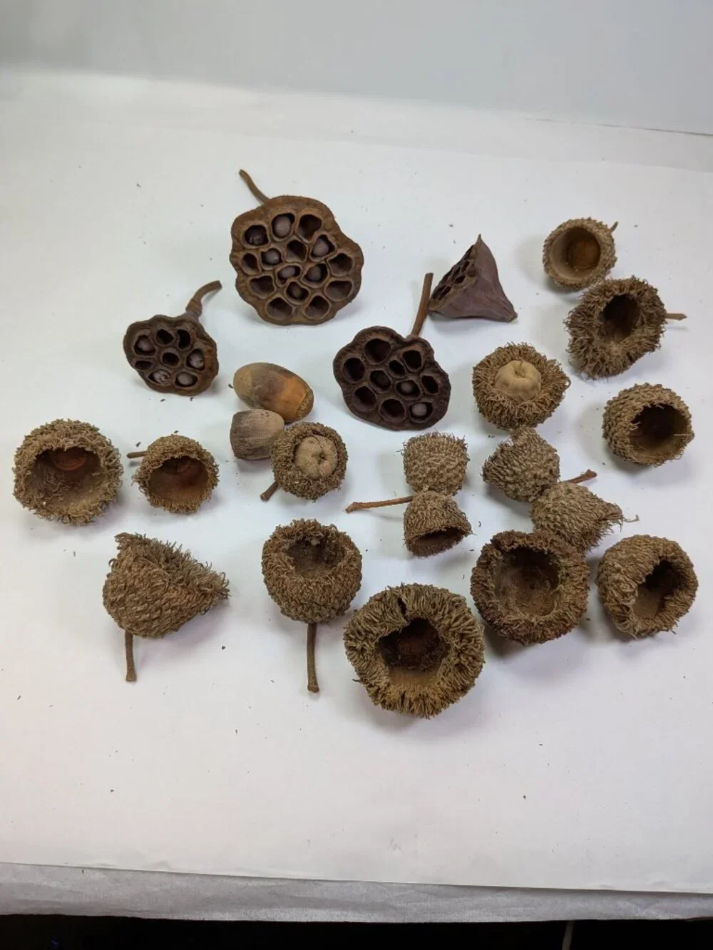 Huge 130+ Pc Botanical Craft Supply Lot Sweetgum Lotus Pods Acorns Pinecones